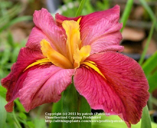 Louisiana Iris (Iris 'Rhett') in the Irises Database