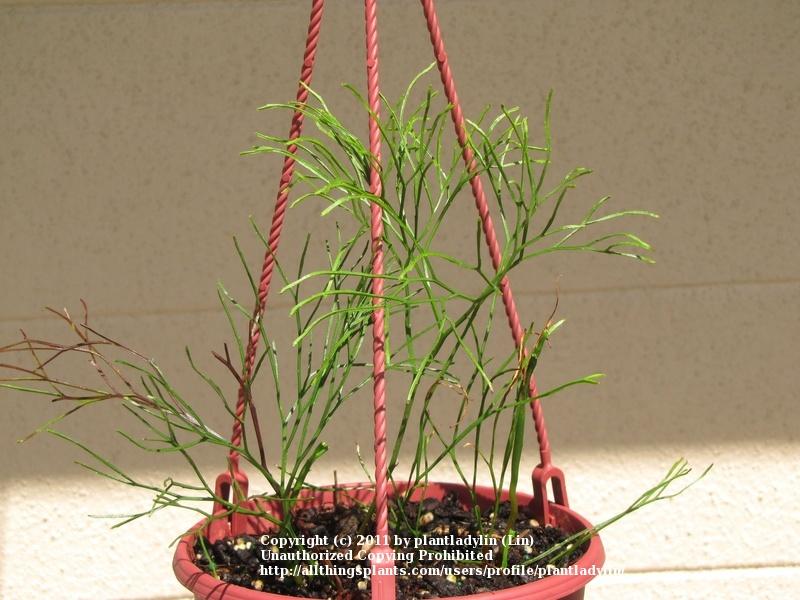 Photo of the entire plant of Whisk Fern (Psilotum nudum) posted by