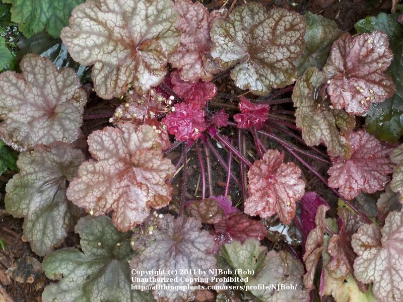 Coral Bells Plant Care and Collection of Varieties