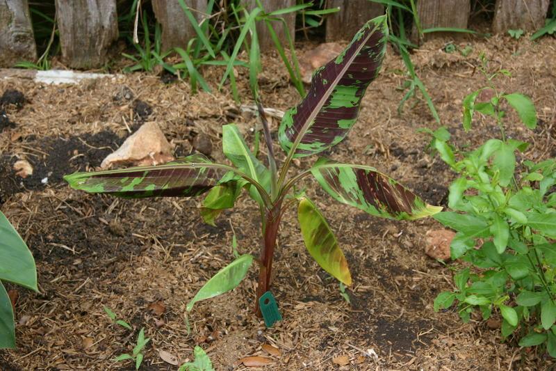 Photo of the entire plant of Red Banana Tree (Musa sumatrana 'Rojo