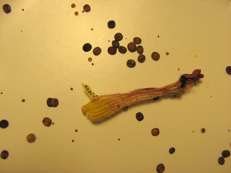 Photo of the seeds of BatFace Cuphea (Cuphea llavea Scarlet