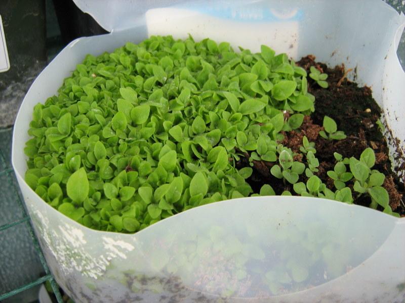 Photo of the seedling or young plant of Foxglove (Digitalis purpurea