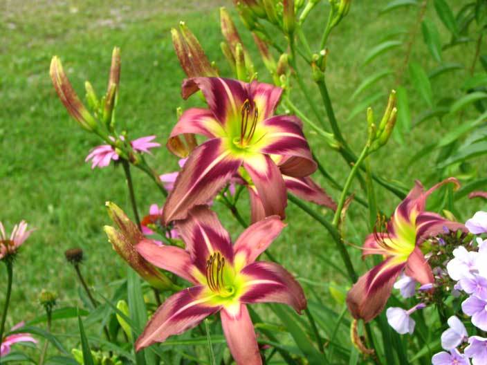 Photo of the bloom of Daylily (Hemerocallis 'Starman's Quest') posted