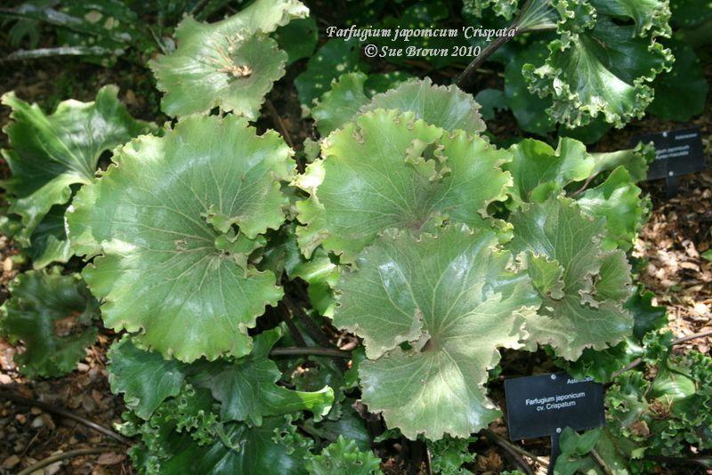 Crested Leopard Plant (Farfugium japonicum 'Crispata
