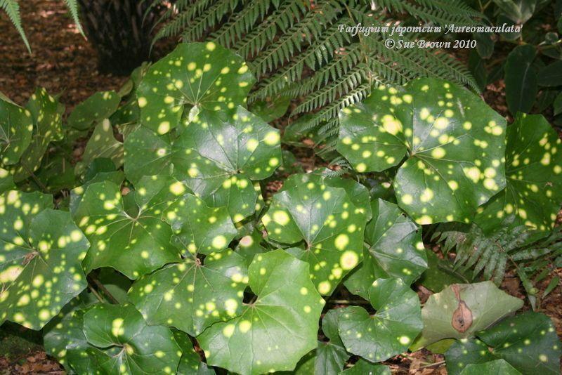 Leopard Plant (Farfugium japonicum 'Aureomaculatum')