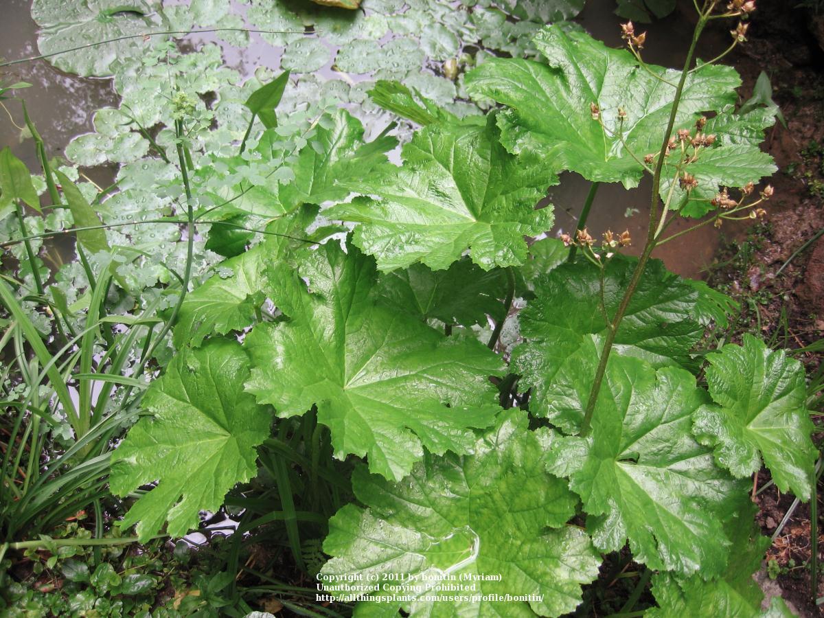 Photo of the leaves of Umbrella Plant (Darmera peltata) posted by
