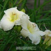 Location: Kalama, Wa.Date: Jul 27, 2011 3:01 PM