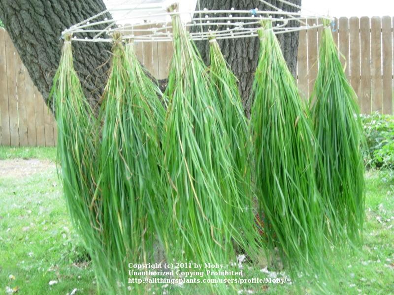 Sweetgrass (Anthoxanthum nitens)