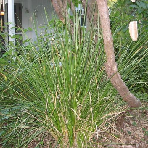 Vetiver (Chrysopogon zizanioides)