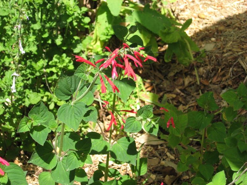 Tangerine Sage (Salvia elegans Tangerine) in the Salvias Database