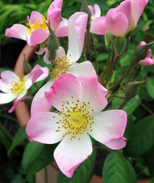Photo of the bloom of Rose (Rosa 'Lyda Rose') posted by Calif_Sue ...