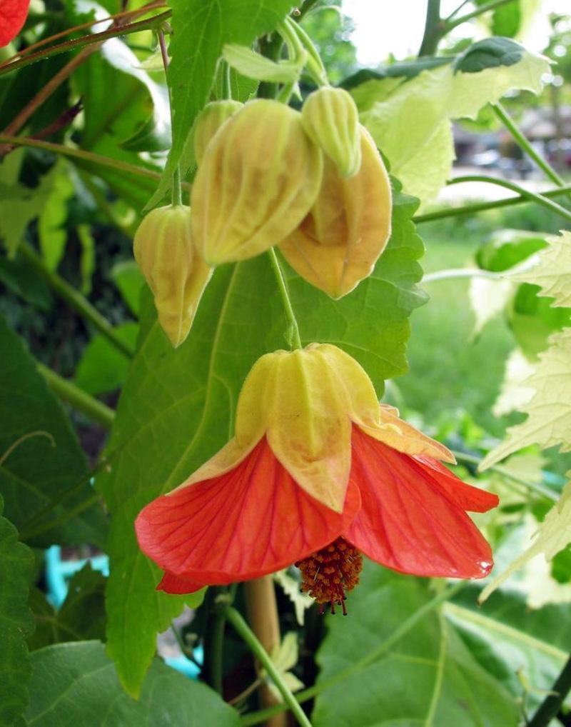 Flowering Maple Plant Propagation