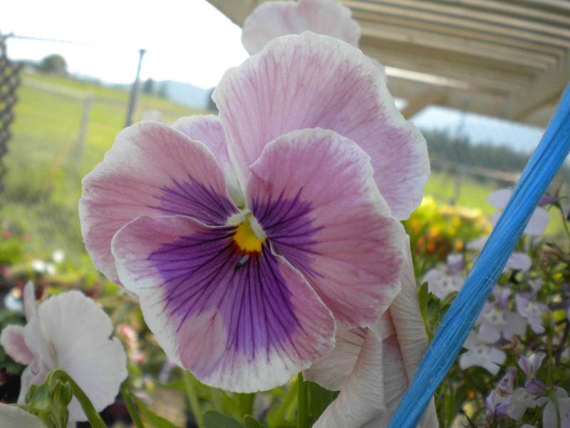 Pansy (Viola x wittrockiana 'Imperial Frosty Rose') in the Violas