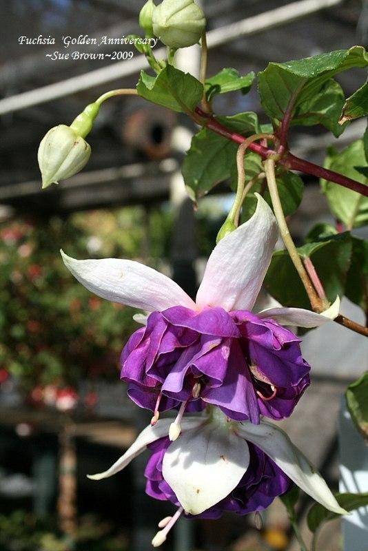 Photo of the bloom of Fuchsia 'Golden Anniversary' posted by Calif_Sue