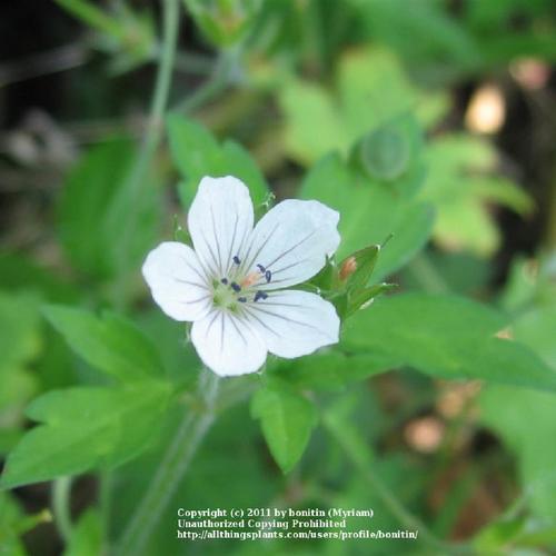 Nepalese Crane's Bill (Geranium nepalense) in the Geraniums Database ...