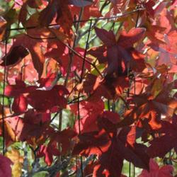 Location: Northeastern Indiana - Natural Environment
Date: Sep 26, 2011 3:46 PM
Early Fall Coloration