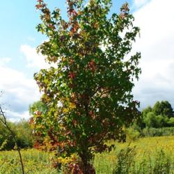 Location: Northeastern Indiana - Natural Environment
Date: Sep 26, 2011 3:46 PM
Early Fall Coloration