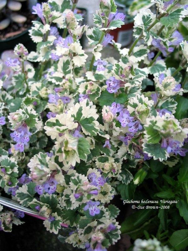 Variegated Creeping Charlie (Glechoma hederacea 'Variegata