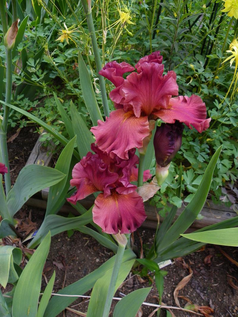 Photo of the bloom of Tall Bearded Iris (Iris 'Bev's Babe') posted by Newyorkrita - Garden.org
