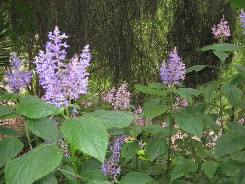 Photo Of The Entire Plant Of Large Spur Flower Bush Plectranthus Ecklonii Posted By Wcgypsy Garden Org