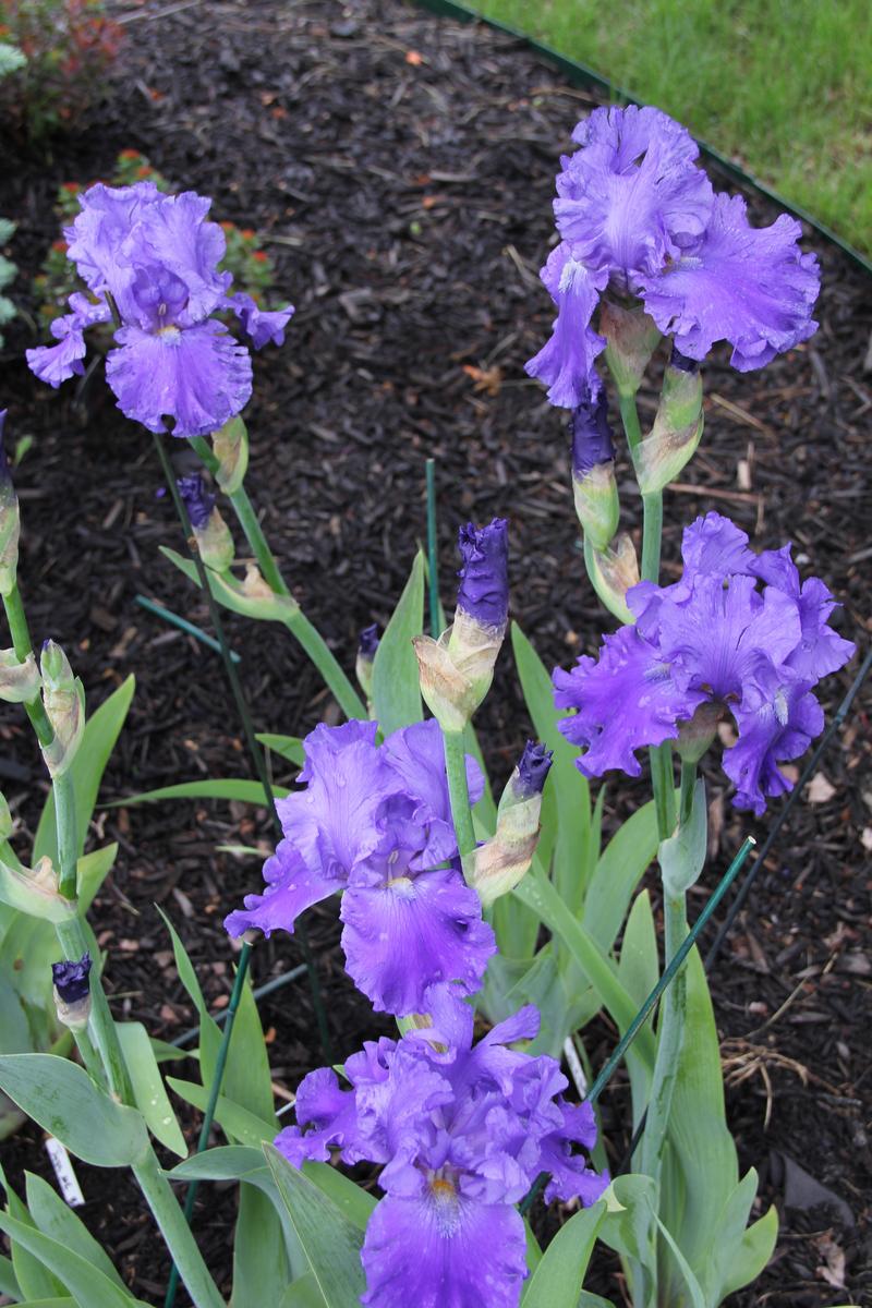 Photo of the bloom of Tall Bearded Iris (Iris 'Jazz Me Blue') posted by