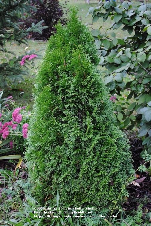 Arborvitaes Plant Care and Collection of Varieties