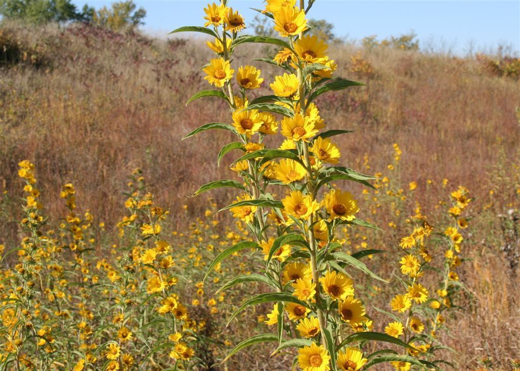 Photo of the entire plant of Maximilian Sunflower (Helianthus maximiliani) posted by