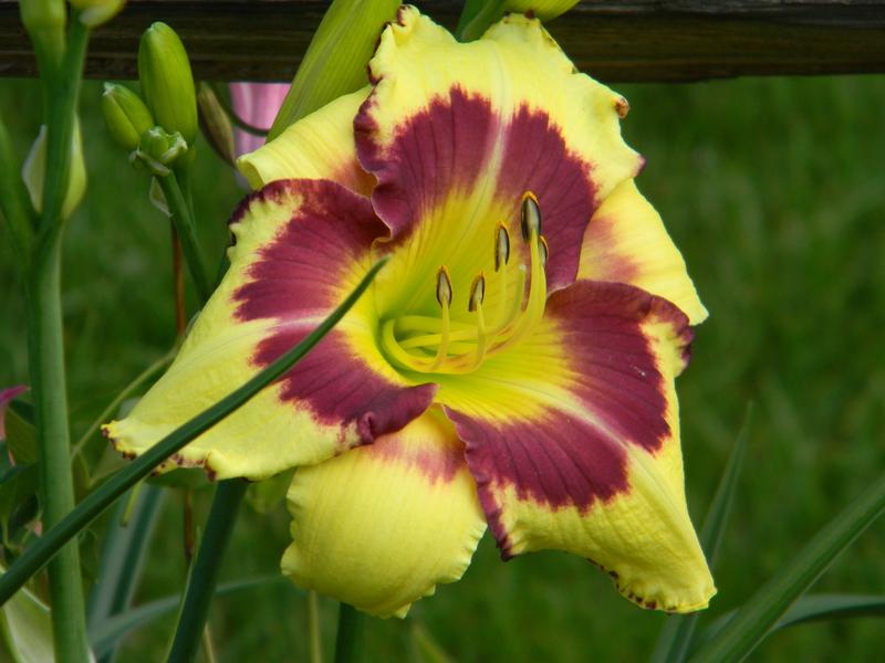 Daylily (Hemerocallis 'Autumn Jewels') in the Daylilies Database