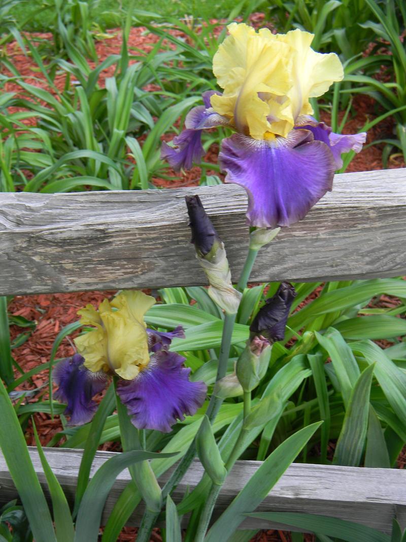 Photo of the entire plant of Tall Bearded Iris (Iris 'Jurassic Park