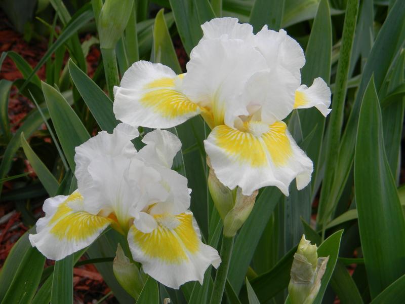 Intermediate Bearded Iris (Iris 'Lunar Frost') in the Irises Database