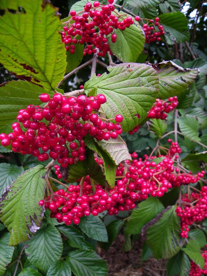 Photo of the fruit of Linden Arrowwood (Viburnum dilatatum Cardinal