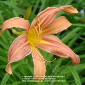 Location: Kalama, WaDate: 2011-07-13