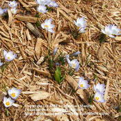Location: My garden in Hebon, KYDate: 2010-04-06