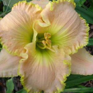 I enjoy this plant in my garden very much!!!