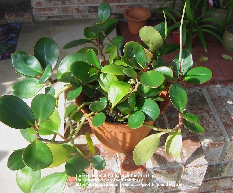Photo of the leaves of Baby Rubber Plant (Peperomia