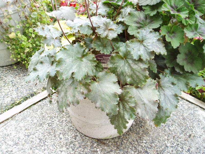 Coral Bells (Heuchera Ebony and Ivory) in the Coral Bells Database