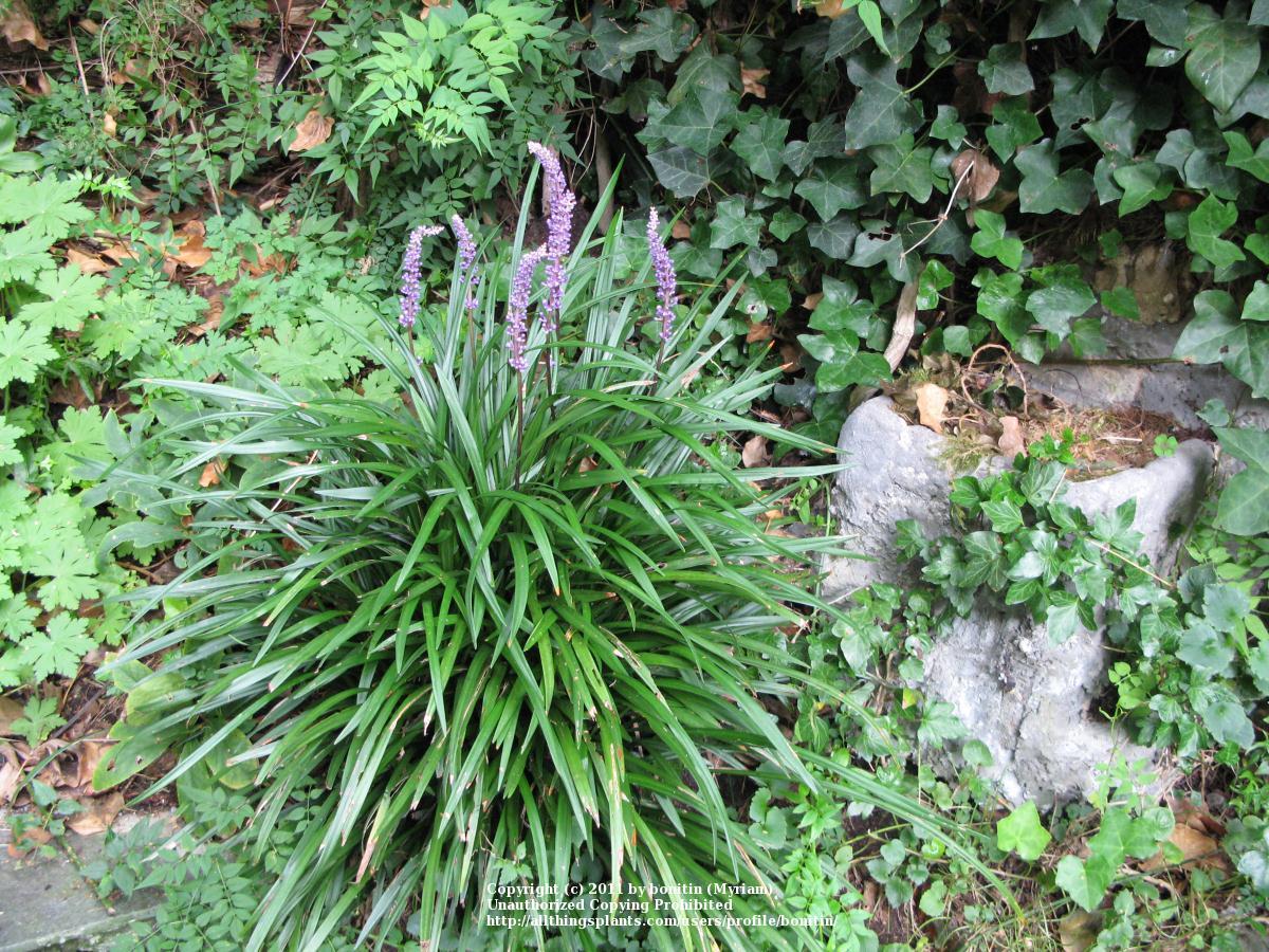 Photo of the entire plant of Monkey Grass (Liriope muscari) posted by ...