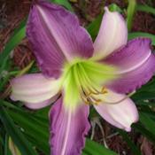 Location: Melvindale, Mi. 48122Date: Midseason 2011A very nice lavender bi-color.