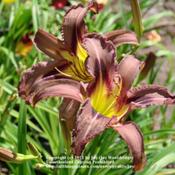 Location: Kalama, WaDate: 2011-08-07