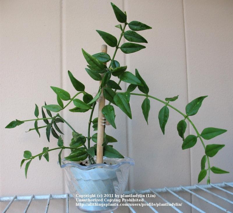 Photo of the entire plant of Miniature Wax Plant (Hoya bella) posted by plantladylin