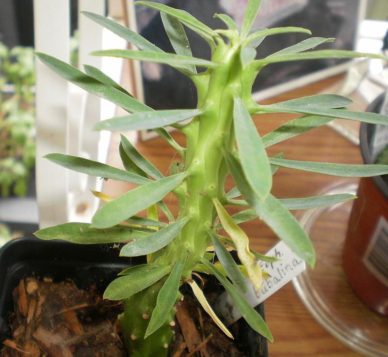 Euphorbia (Euphorbia bubalina) in the Euphorbias Database