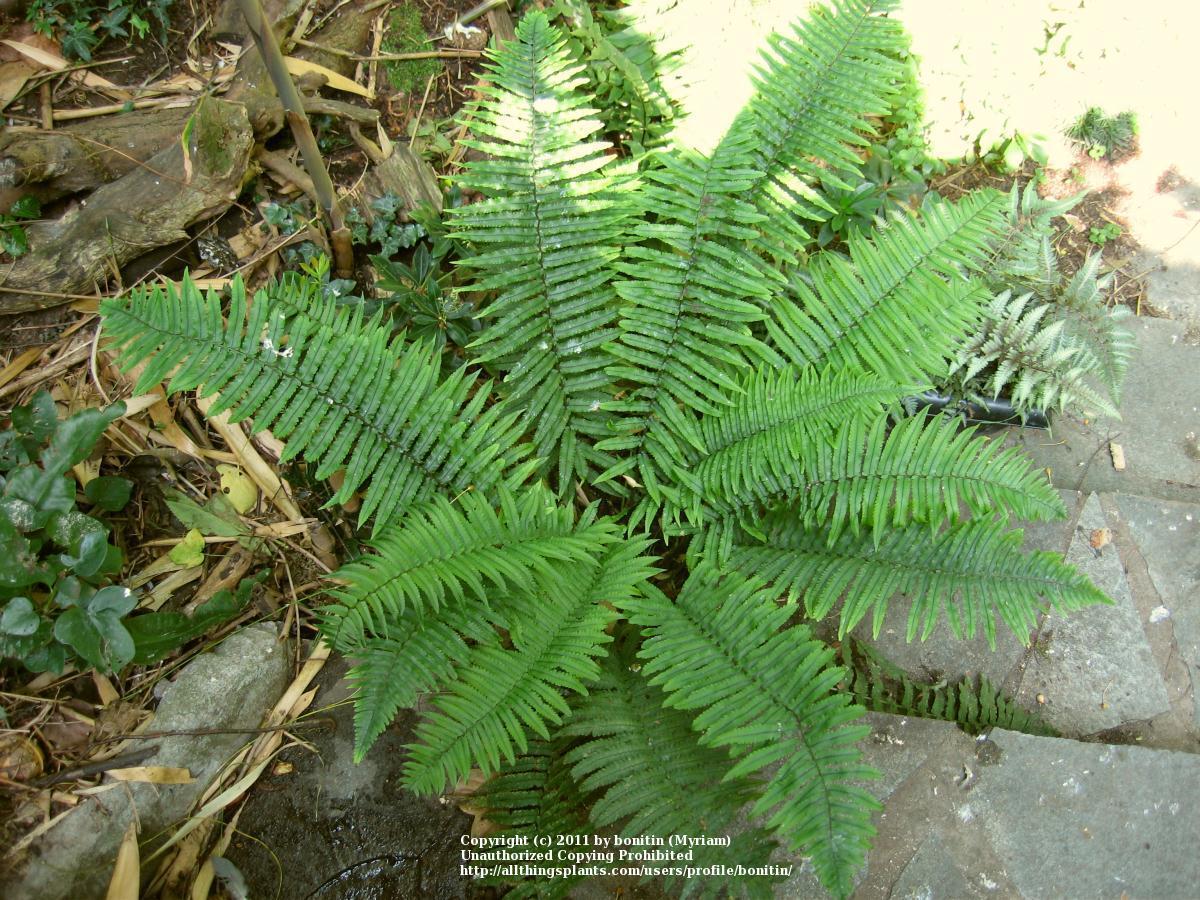 Photo of the entire plant of Shaggy Shield Fern (Dryopteris cycadina
