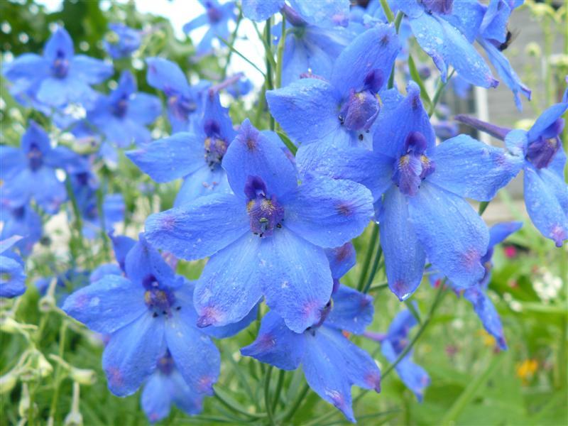 Photo of the bloom of Dwarf Chinese Delphinium (Delphinium grandiflorum