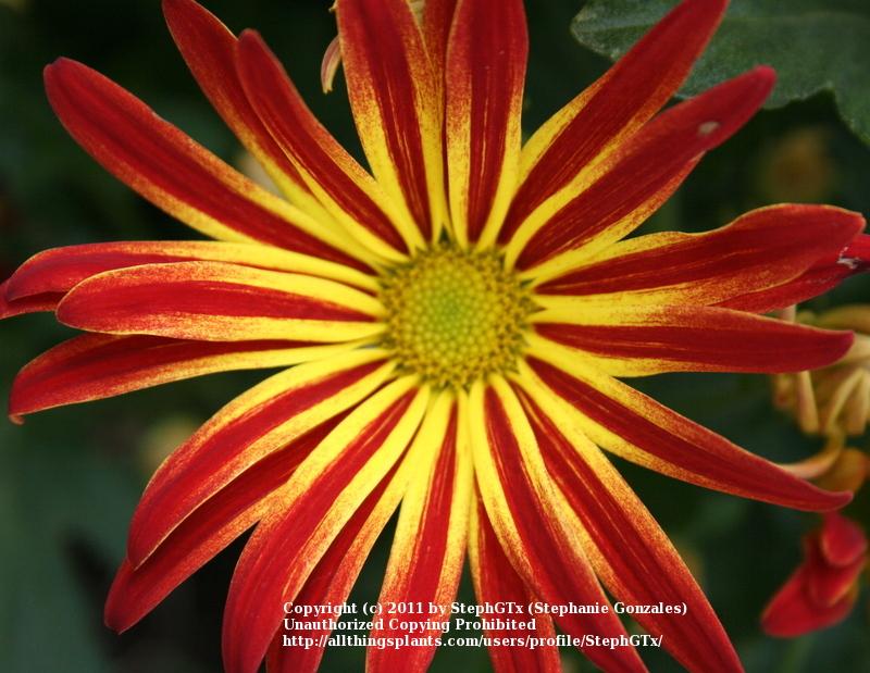 Photo of the bloom of Florist Mum (Chrysanthemum Point Pelee™) posted