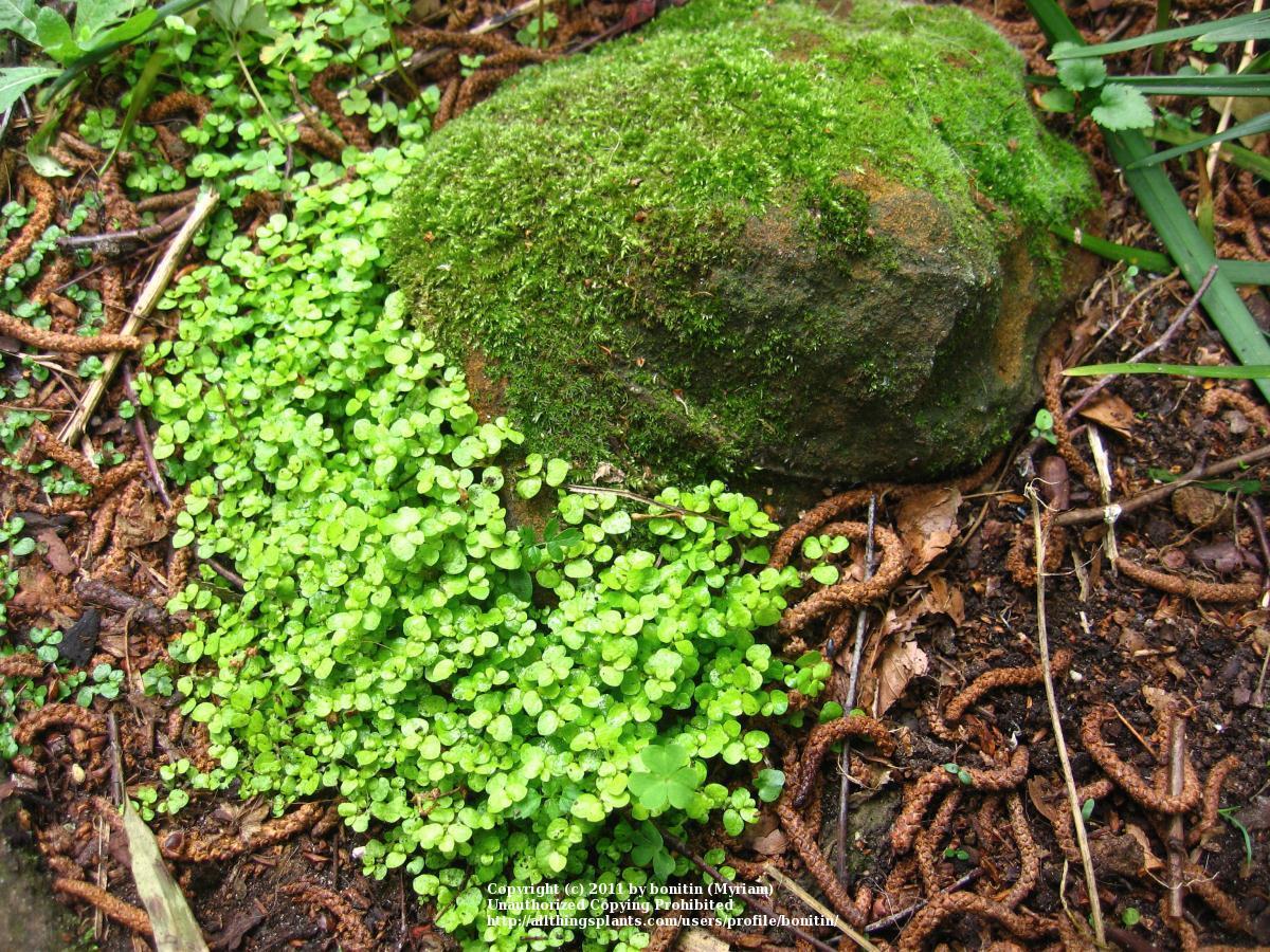 Semi Di Soleirolia (FASH LADY Seeds) - Pacchetto Per Coltivazione Indoor/outdoor, Pianta Facile Da Curare, Semi Naturali Freschi