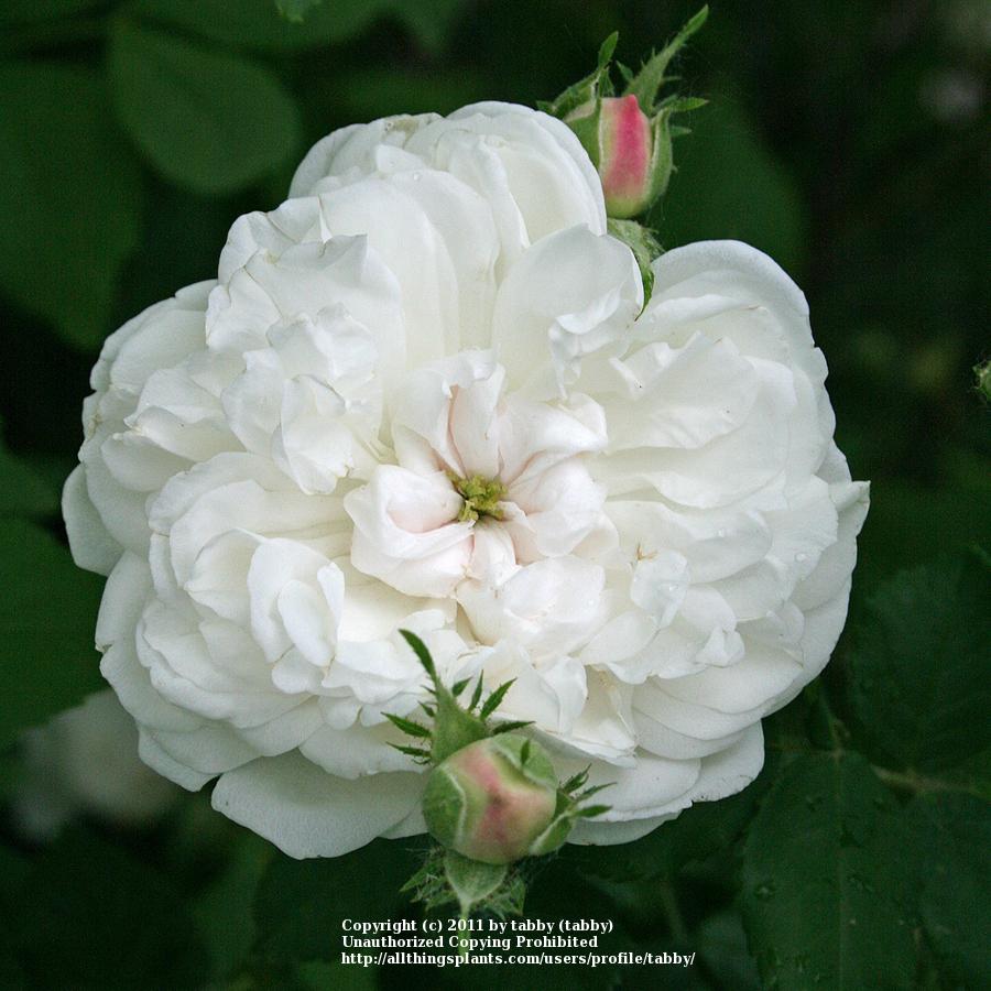 Photo of the bloom of Rose (Rosa &lsquo;Madame Plantier&rsquo;) posted by tabby