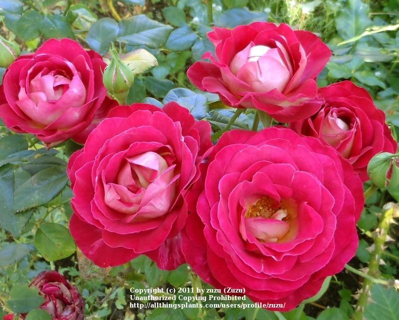 Photo of the bloom of Rose (Rosa &lsquo;Castilian&rsquo;) posted by zuzu - Garden.org