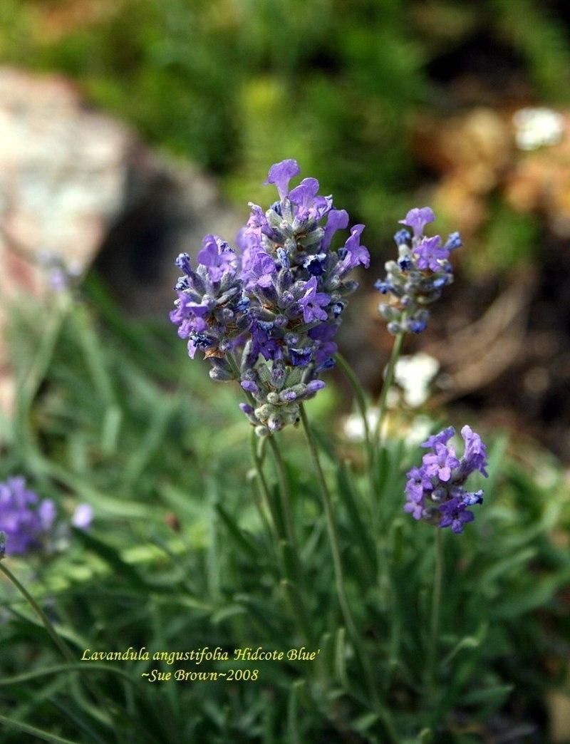 Photo of the bloom of English Lavender (Lavandula angustifolia 'Hidcote