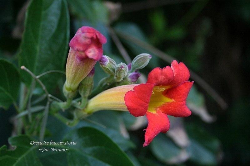 Scarlet Trumpet Vine Amphilophium Buccinatorium Garden Org
