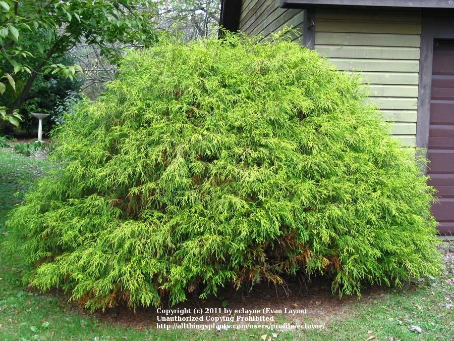 Sawara Cypress (Chamaecyparis pisifera 'Golden Mop')